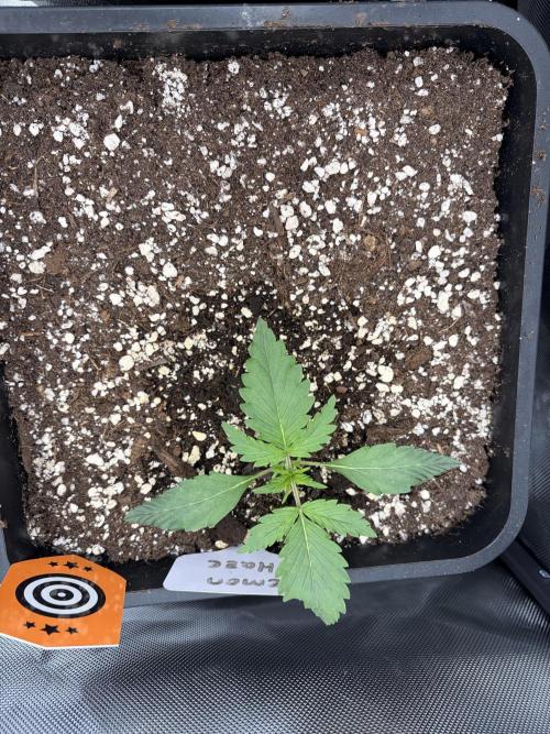 Lemon Haze Auto. Week 2