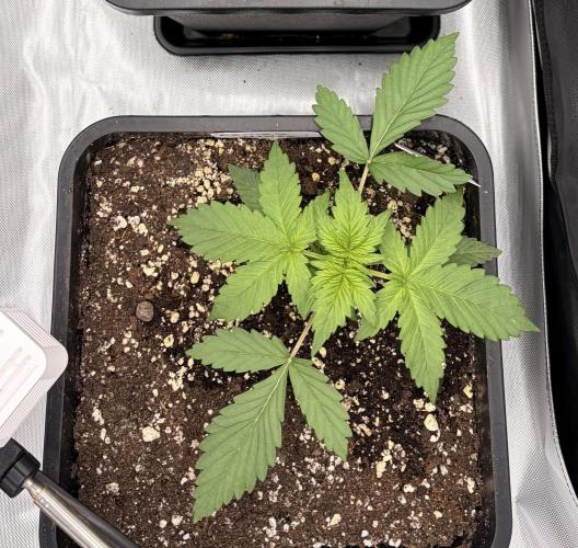 Lemon Haze Auomatik Kannabia Seeds. Week 2 - Day 14 1L with 2 ML Activera