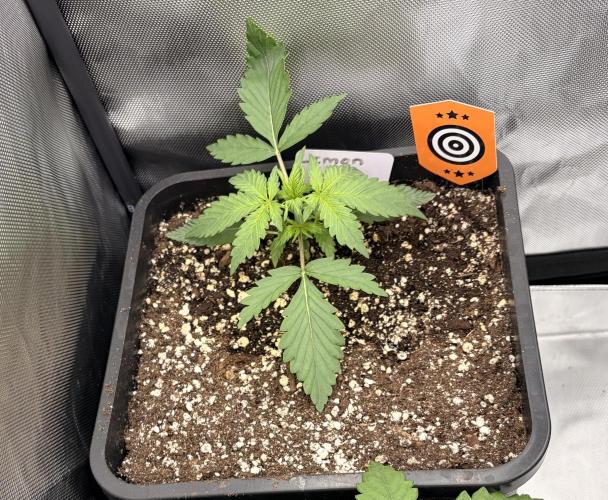 Lemon Haze Auto. Week 2
