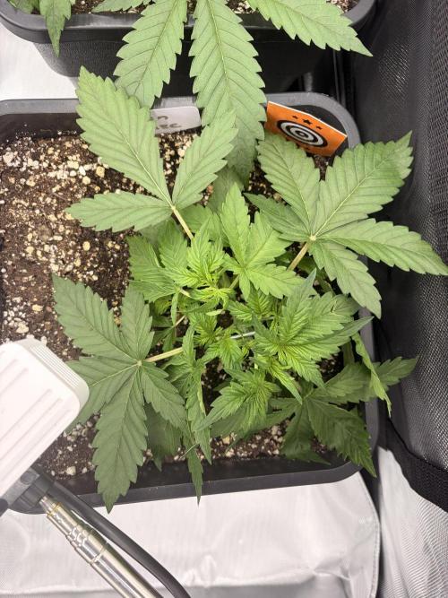 Lemon Haze Auomatik Kannabia Seeds. Week 3 - Day 19 Crazy - 3 Days AFTER LST 420 PPFD
