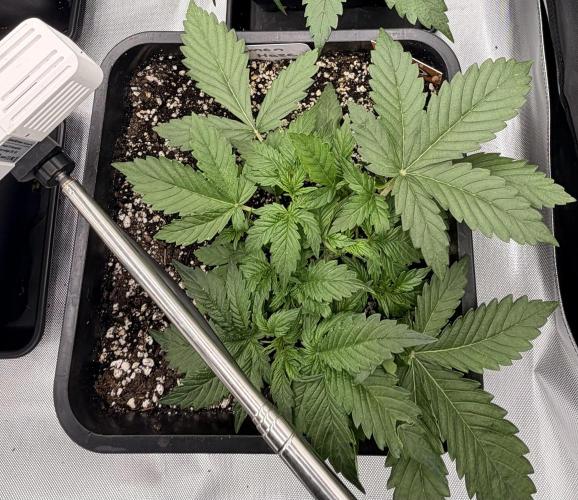 Lemon Haze Auomatik Kannabia Seeds. Week 3 - Day 21 

3L Water 1ml /L Bloom  - 2ml  / L Acti Vera 1.5ml /L Fish mix