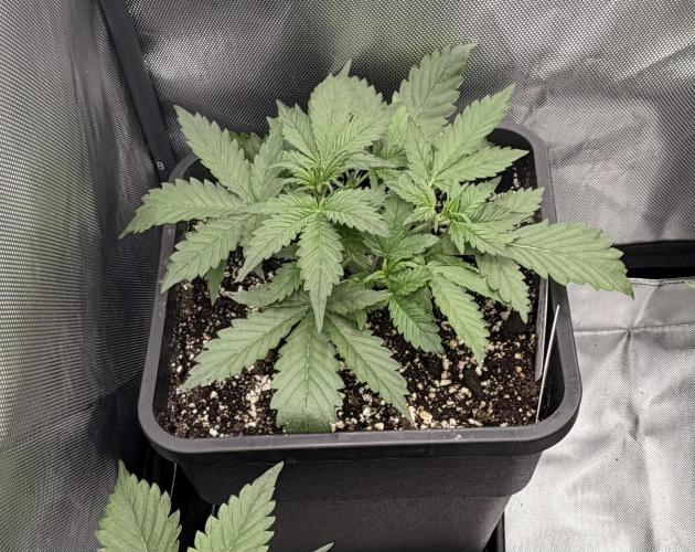 Lemon Haze Auto. Week 3