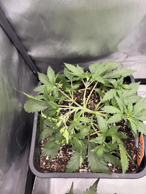 Lemon Haze Auomatik Kannabia Seeds. Week 4