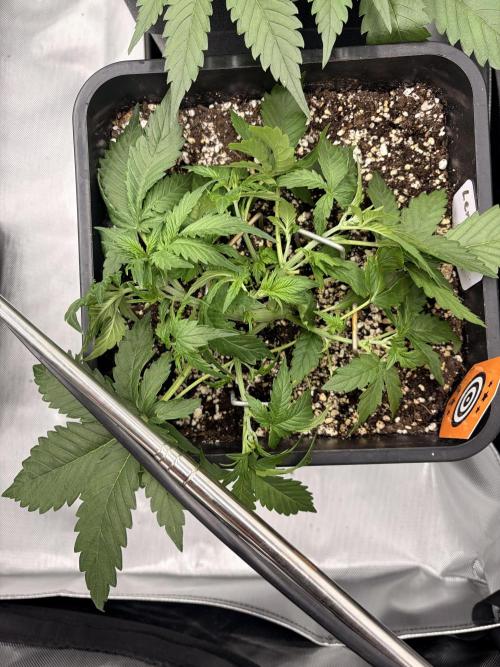Lemon Haze Auomatik Kannabia Seeds. Week 4