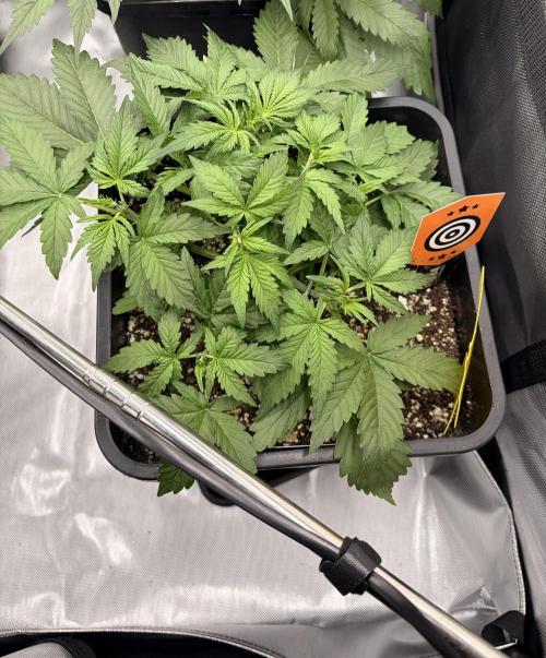 Lemon Haze Auomatik Kannabia Seeds. Week 4 - Day 25