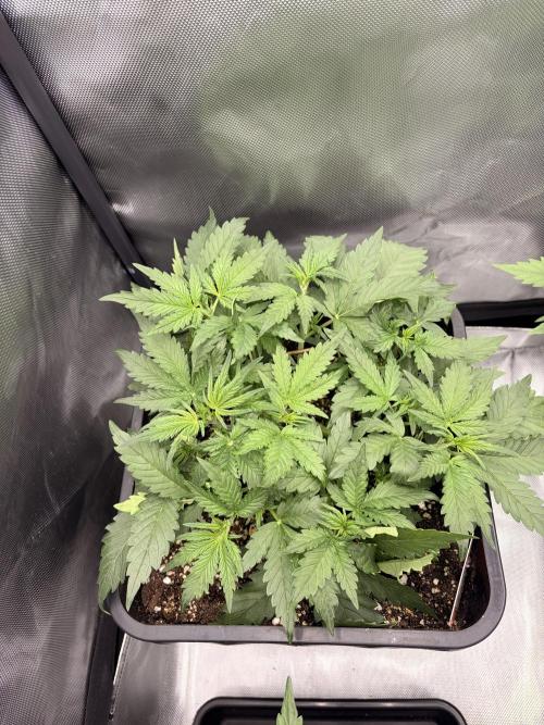 Lemon Haze Auto. Week 4