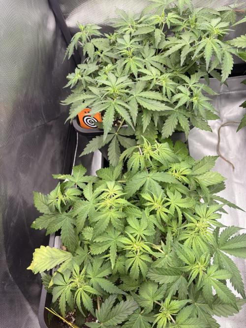 Lemon Haze Auomatik Kannabia Seeds. Week 5 - Day 30