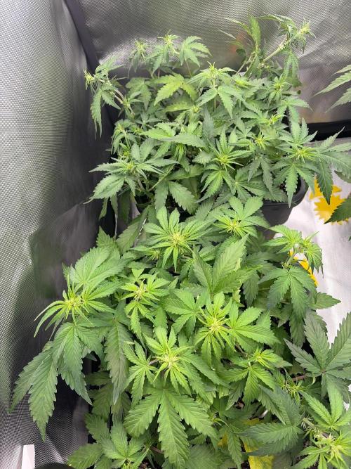 Lemon Haze Auomatik Kannabia Seeds. Week 5 - Day 32 Stretch is Coming