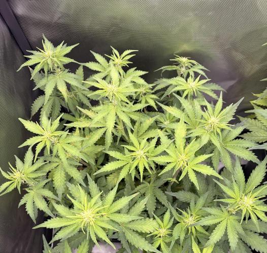 Lemon Haze Auomatik Kannabia Seeds. Week 6