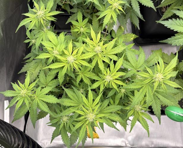 Lemon Haze Auomatik Kannabia Seeds. Week 6