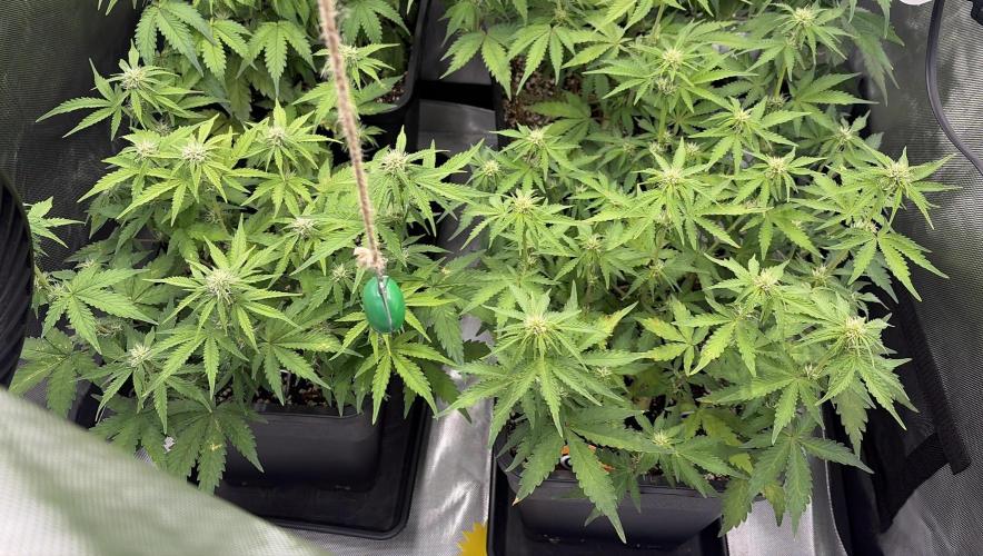 Lemon Haze Auto. Week 6