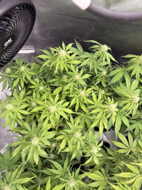 Lemon Haze Automatik Kannabia Seeds. Week 7