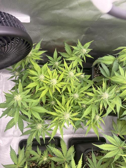 Lemon Haze Automatik Kannabia Seeds. Week 7