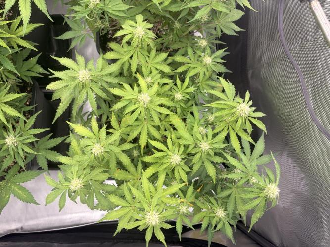 Lemon Haze Auto. Week 7