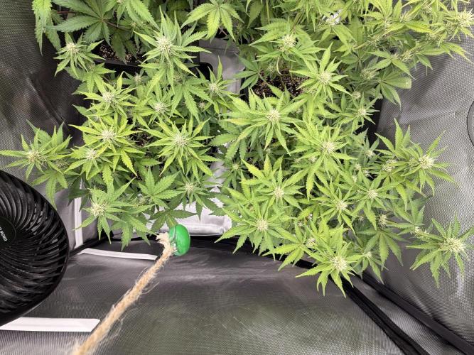 Lemon Haze Automatik Kannabia Seeds. Week 7