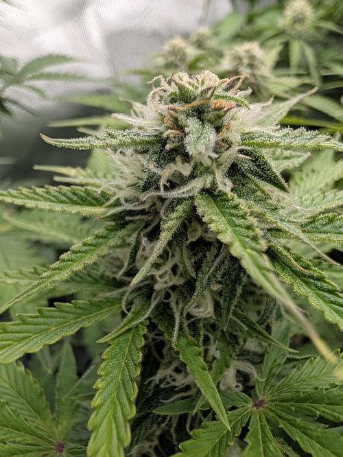 Lemon Haze Automatik Kannabia Seeds. Week 8