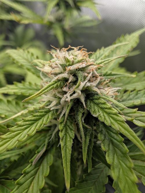 Lemon Haze Automatik Kannabia Seeds. Week 8