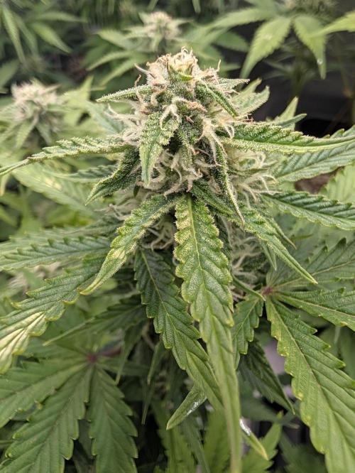 Lemon Haze Automatik Kannabia Seeds. Week 8