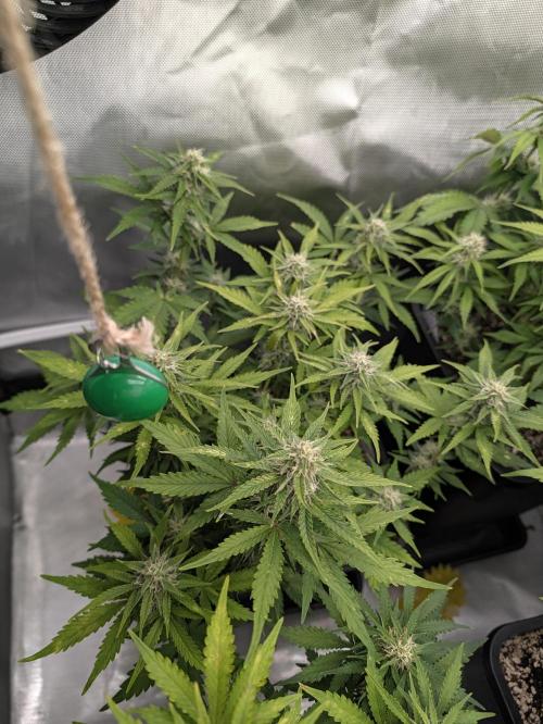 Lemon Haze Automatik Kannabia Seeds. Week 8