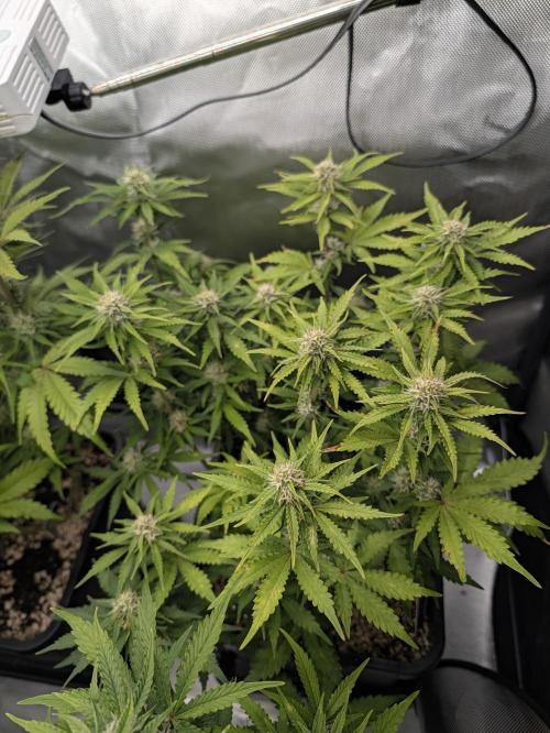 Lemon Haze Automatik Kannabia Seeds. Week 8
