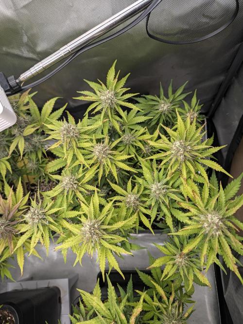 Lemon Haze Auto. Week 9