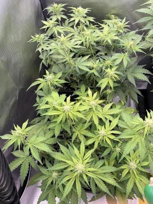 Lemon Haze Auomatik Kannabia Seeds. Week 6