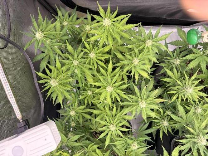 Lemon Haze Automatik Kannabia Seeds. Week 7