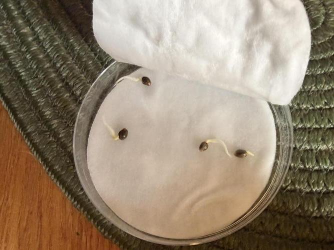 Lemon Haze Auomatik Kannabia Seeds. Week 0 - One day later — nice Germinator from Kannabia Company.
