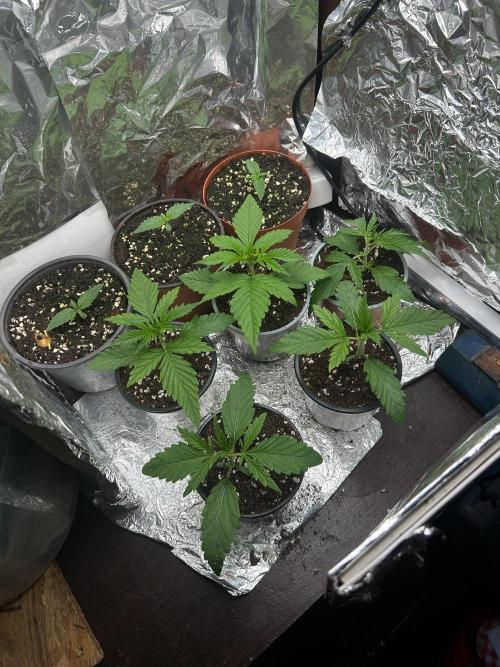Blueberry Auto. Week 1