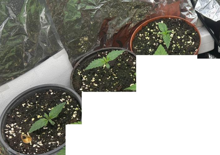 Blueberry Auto. Week 1