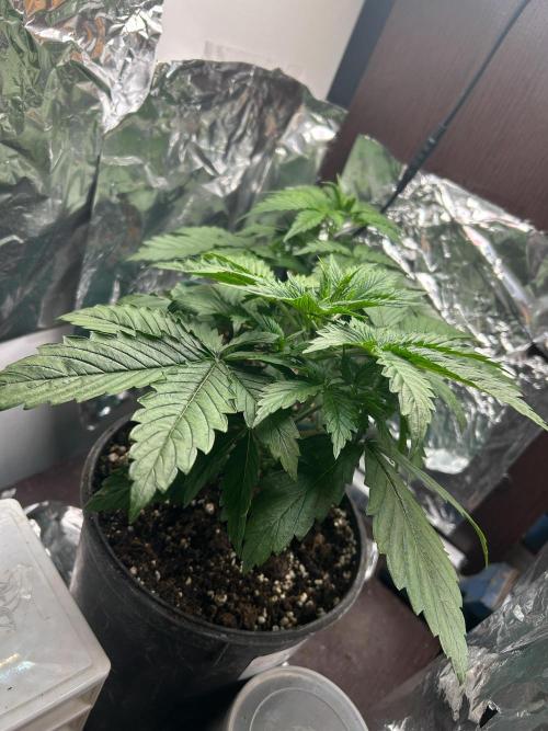 Blueberry Auto - Fastbuds - 2026. Week 3