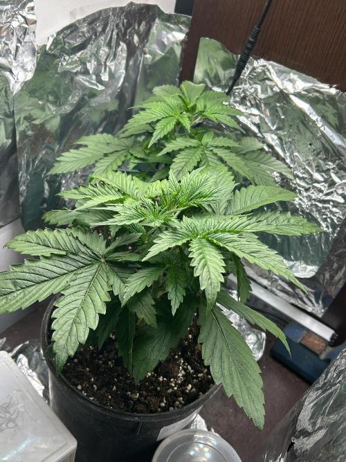 Blueberry Auto - Fastbuds - 2026. Week 3
