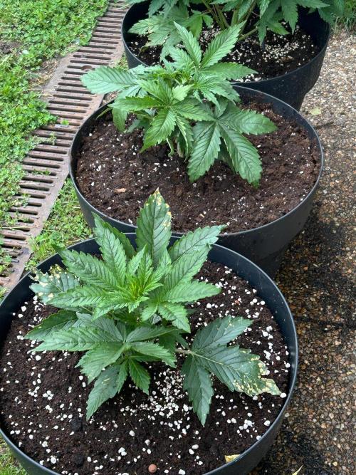 Blueberry Auto - Fastbuds - 2026. Week 3