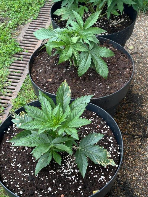 Blueberry Auto - Fastbuds - 2026. Week 3