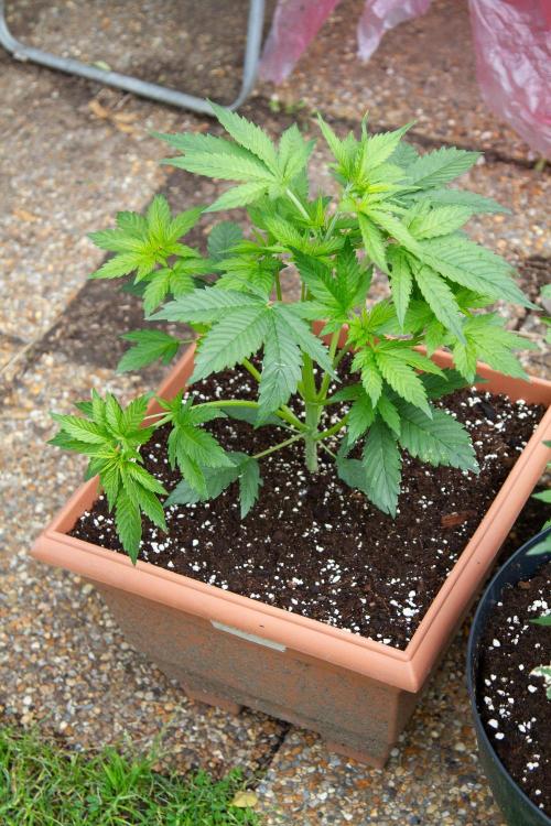 Blueberry Auto - Fastbuds - 2026. Week 4