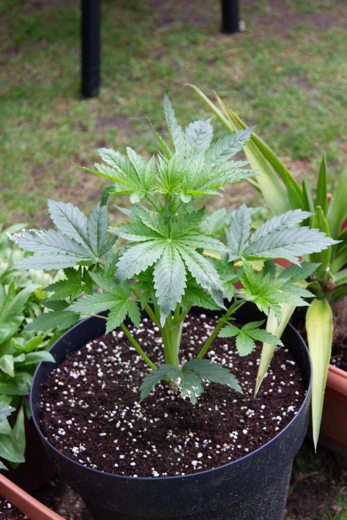 Blueberry Auto - Fastbuds - 2026. Week 4