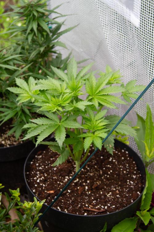 Blueberry Auto - Fastbuds - 2026. Week 4