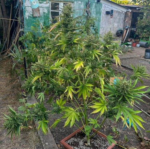 Blueberry Auto - Fastbuds - 2026. Week 12
