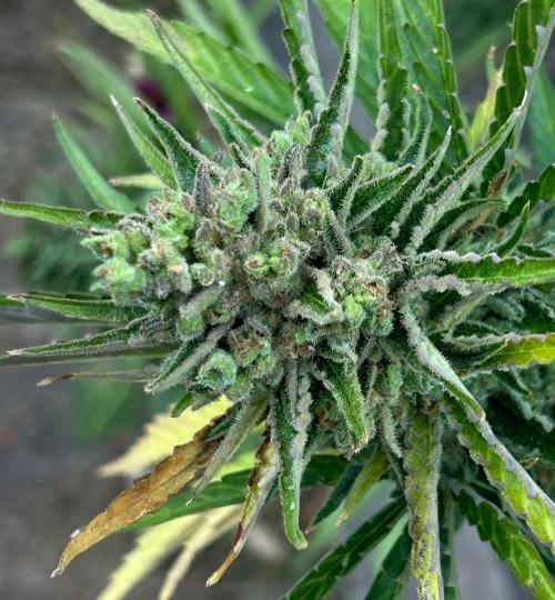 Blueberry Auto - Fastbuds - 2026. Week 12