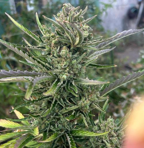 Blueberry Auto - Fastbuds - 2026. Week 12