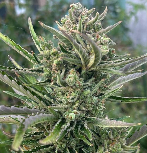 Blueberry Auto - Fastbuds - 2026. Week 12