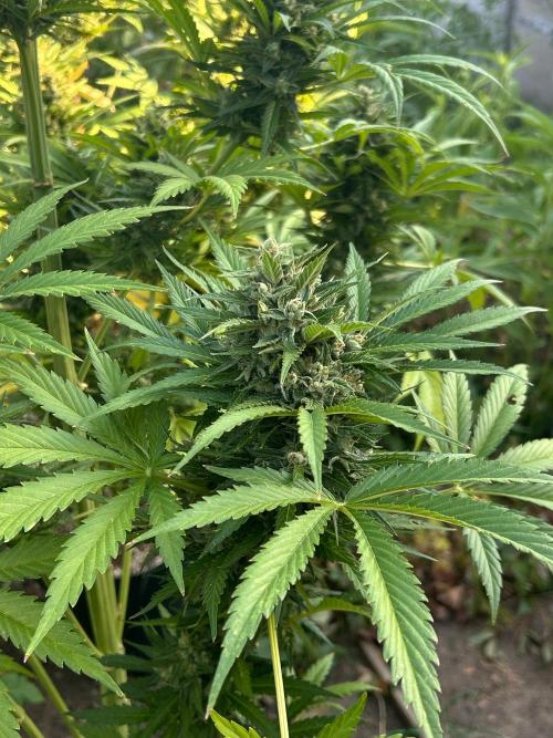 Blueberry Auto - Fastbuds - 2026. Week 12