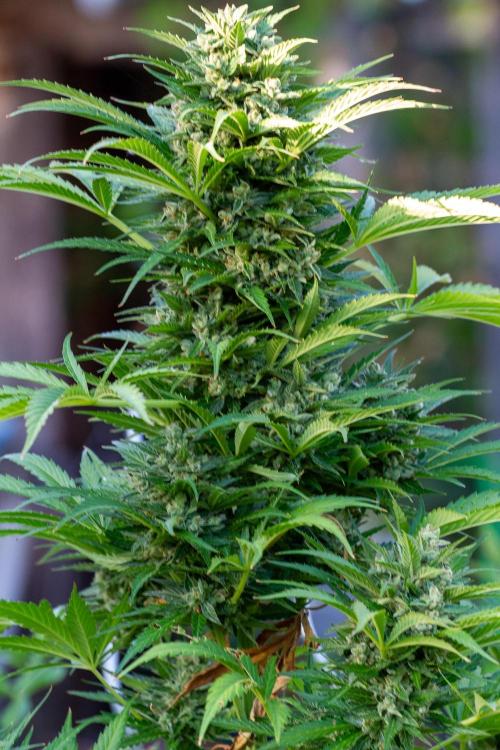 Blueberry Auto - Fastbuds - 2026. Week 12