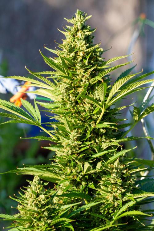 Blueberry Auto - Fastbuds - 2026. Week 12