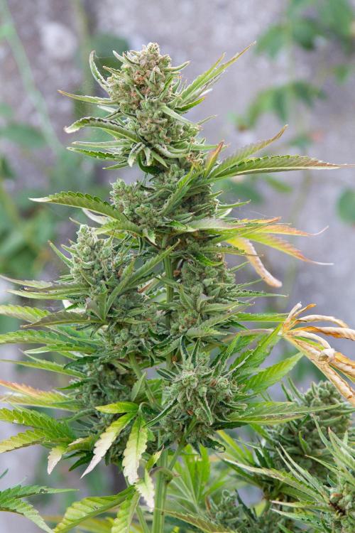 Blueberry Auto - Fastbuds - 2026. Week 12