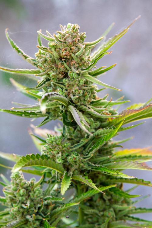 Blueberry Auto - Fastbuds - 2026. Week 12