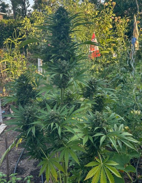 Blueberry Auto - Fastbuds - 2026. Week 12