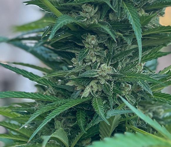 Blueberry Auto - Fastbuds - 2026. Week 12