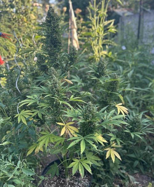 Blueberry Auto - Fastbuds - 2026. Week 12