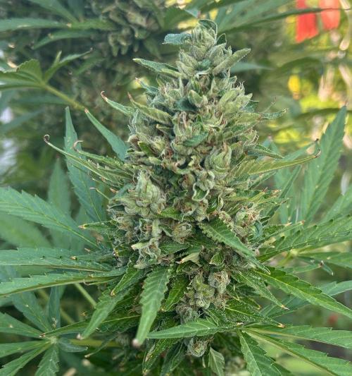 Blueberry Auto - Fastbuds - 2026. Week 12